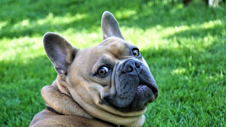 French Bulldogs breed